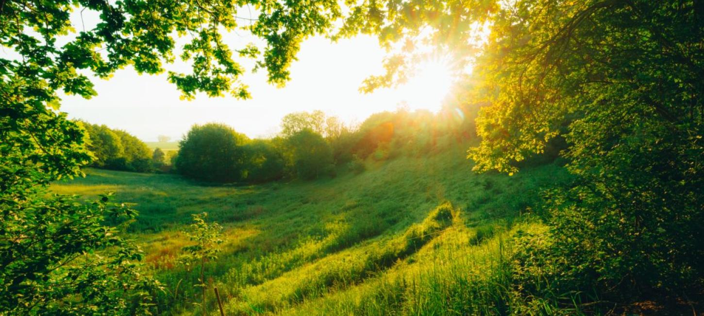 Naturen på Ærø